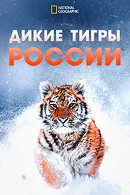 Russia's Wild Tiger