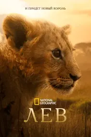 National Geographic. Лев