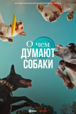 Сагҳо дар бораи чӣ фикр мекунанд