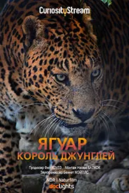 Jaguar - King of the Jungle