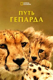 Путь гепарда