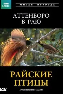 BBC: Райские птицы