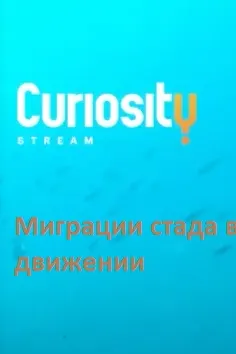 Миграции: стада в движении