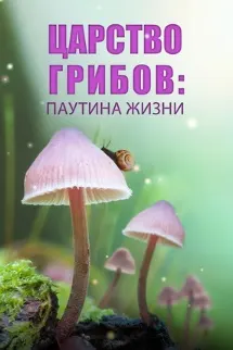 Царство грибов: Паутина жизни