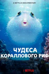 Мӯъҷизаҳои рифи марҷонӣ